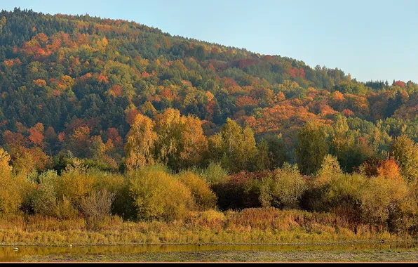 Picture autumn, forest, colors, forest, Autumn, fall