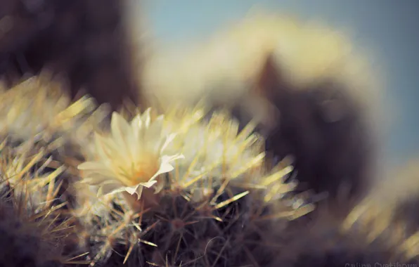 Picture white, flower, barbed, glare, cactus
