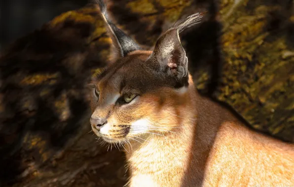 Picture look, face, predator, brush, Caracal