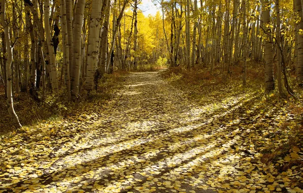 Picture autumn, forest, foliage, morning, track, the sun's rays, break, birch