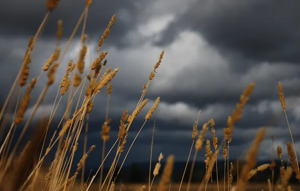 Picture the sky, grass, macro, clouds, dry