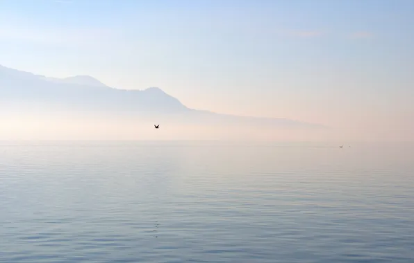 Picture sea, fog, lake, hills, bird