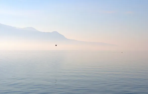 Sea, fog, lake, hills, bird