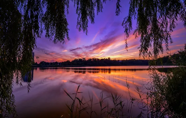 Picture grass, trees, sunset, branches, river, the reeds, the evening