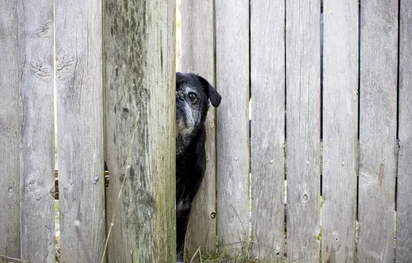 Look, each, the fence, dog