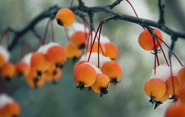 Picture winter, nature, apples