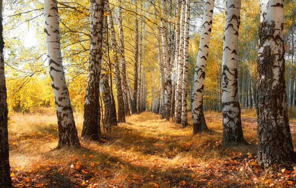 Picture autumn, forest, the sky, light, trees, nature, branch, foliage
