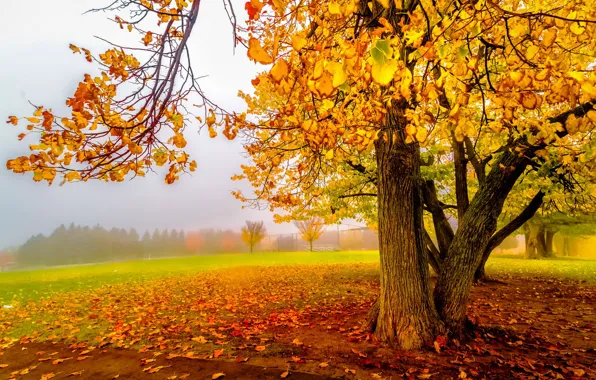 Picture leaves, autumn, trees