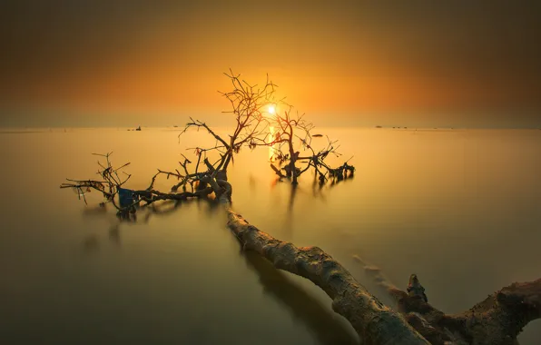 Sunset, tree, the evening, horizon