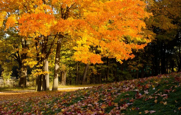 Picture trees, foliage, autumn colors, autumn ahead, cover