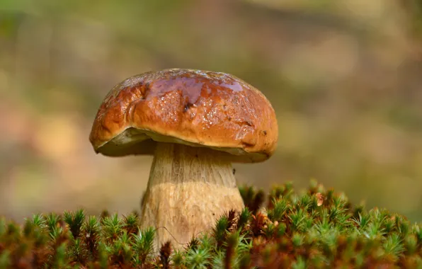 Mushroom, moss, Borovik
