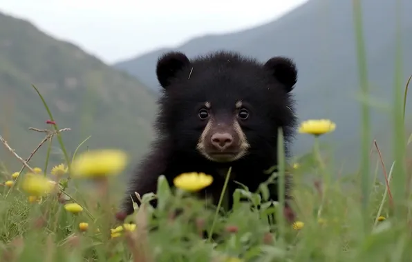Look, flowers, mountains, nature, baby, bear, bear, bear
