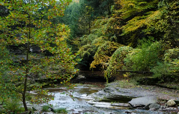 Picture Autumn, Forest, Stream, USA, USA, Fall, Autumn, Colors