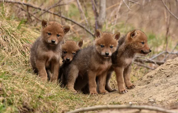 Grass, branches, nature, spring, puppies, wolves, kids, the cubs