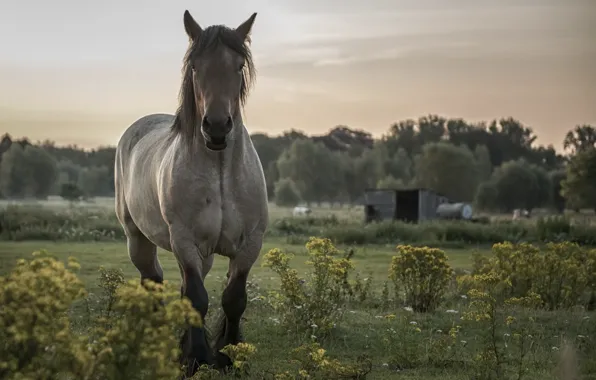 Picture nature, background, horse
