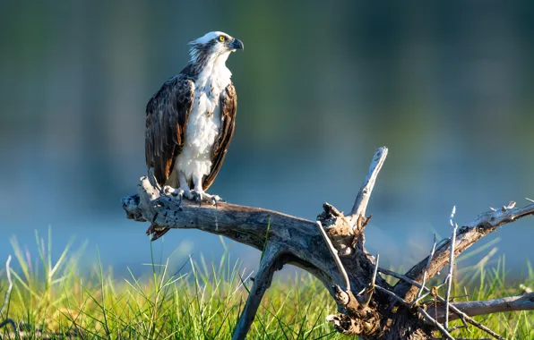 Bird, predator, snag, osprey