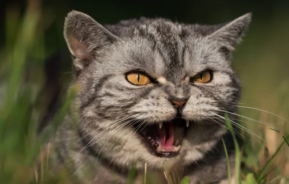 Cat, grass, cat, look, face, light, nature, green