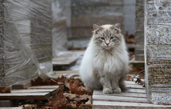 Autumn, cat, cat, kitty, Board, bricks, sitting, striped