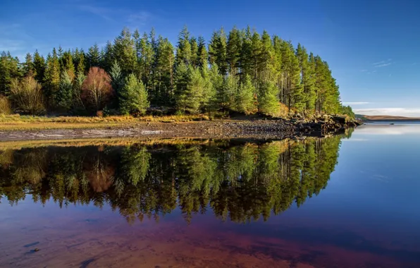 Picture Reflection, Lake, Trees, Forest