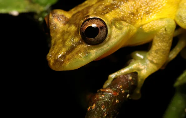 Picture look, macro, branches, yellow, pose, frog, portrait, black background