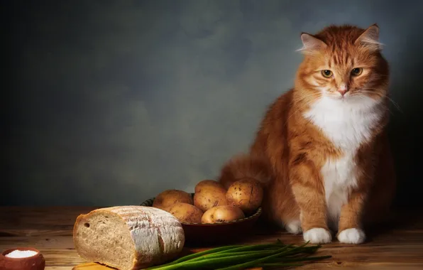Cat, cat, look, face, green, the dark background, table, wall