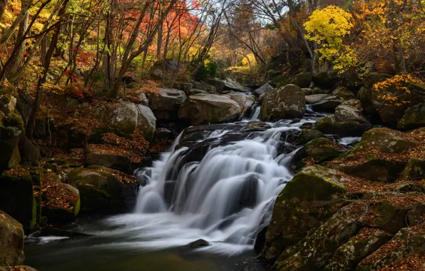 Autumn, forest, branches, nature, stones, waterfall