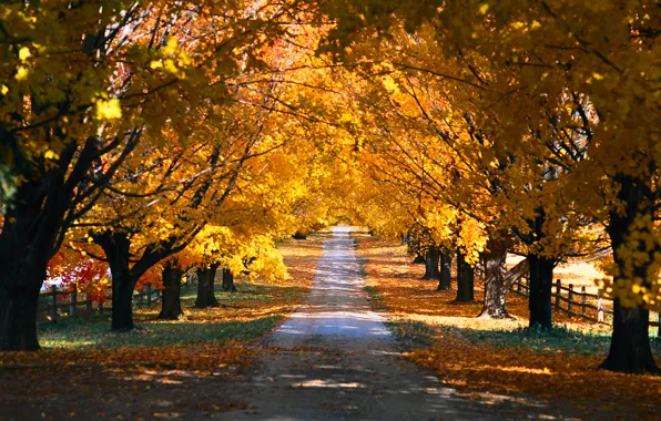 Picture autumn, trees, nature, Park, seasons