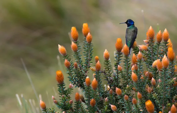 Flowers, background, bird, Bush, Hummingbird, bird, orange, bumps
