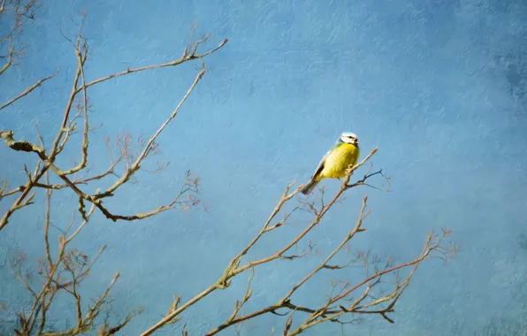 Branches, tree, bird, treatment, spring, painting, yellow, blue background
