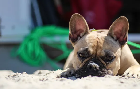Beach, summer, Dog
