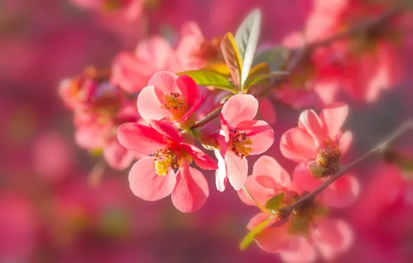 Macro, branches, nature, flowering, flowers, quince