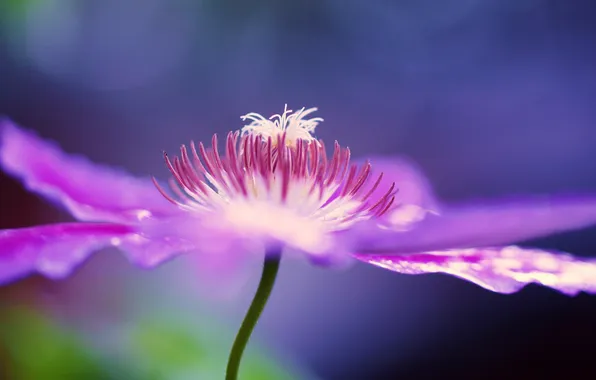 Macro, flowers, lilac, klimatis
