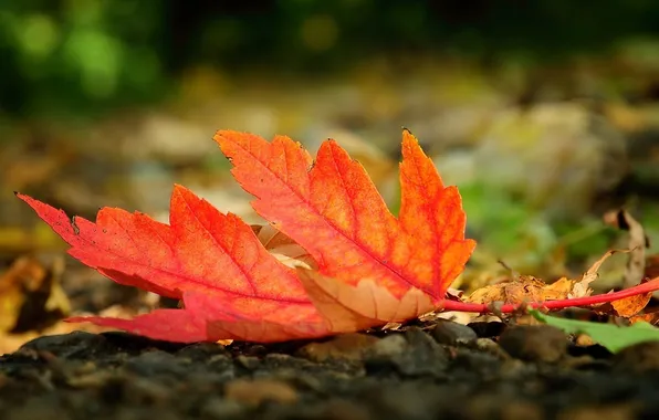Autumn, macro, red, sheet, earth, autumn, macro, fallen