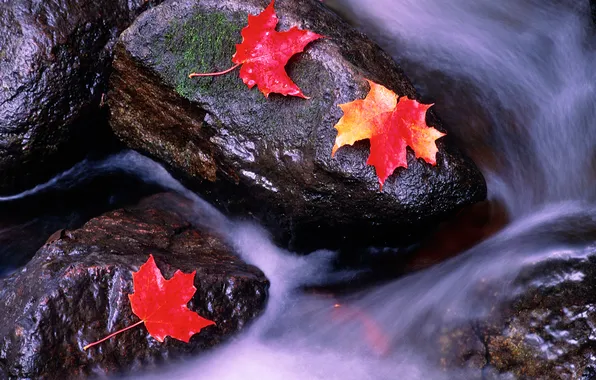 Autumn, leaves, river, stones, color, stream, maple