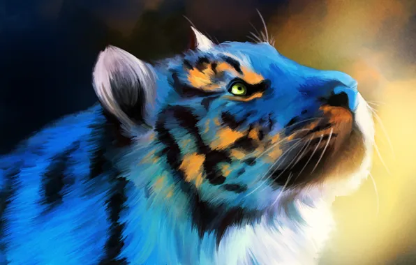 Tiger, background, blue, figure, head
