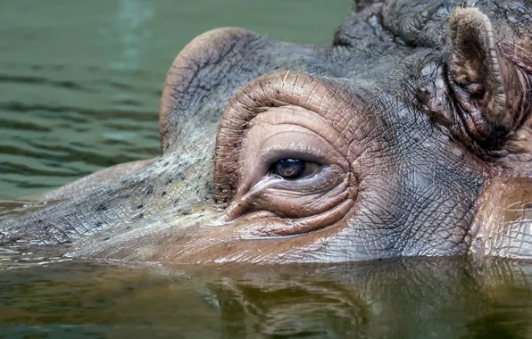 Picture macro, nature, Hippo