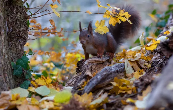 Picture autumn, nature, pose, foliage, protein, rodent