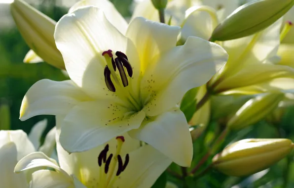 Summer, flowers, nature, tenderness, Lily, beauty, plants, stamens