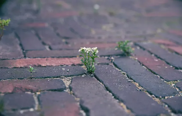 Flowers, stones, Rostock, bridge