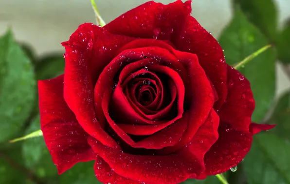 Picture macro, red, roses