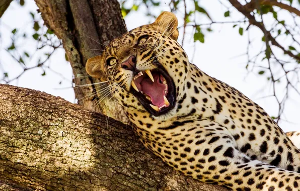 Tree, predator, mouth, leopard, fangs, wild cat