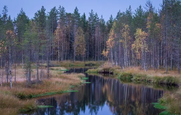 Forest, river, taiga