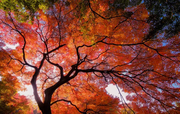 Autumn, trees, Rusty
