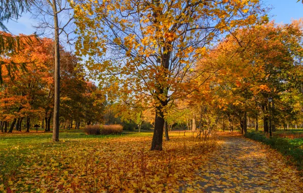 Autumn, Moscow, yellow leaves, Vorobyovy Gory Park