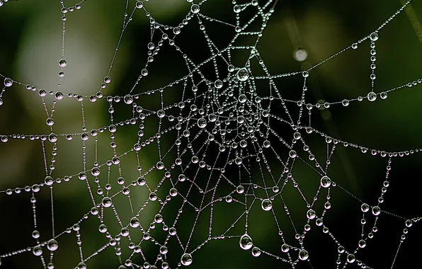 Picture drops, macro, web