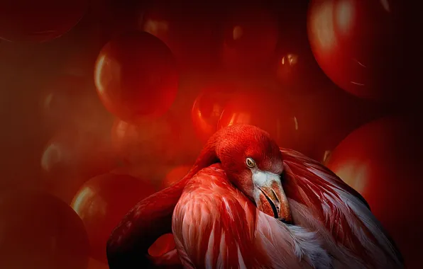 Balloons, bird, Flamingo, red background, pink flamingos, photoart