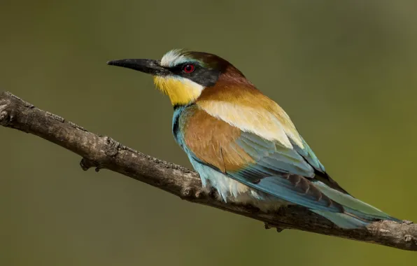 Birds, branch, European bee-eater