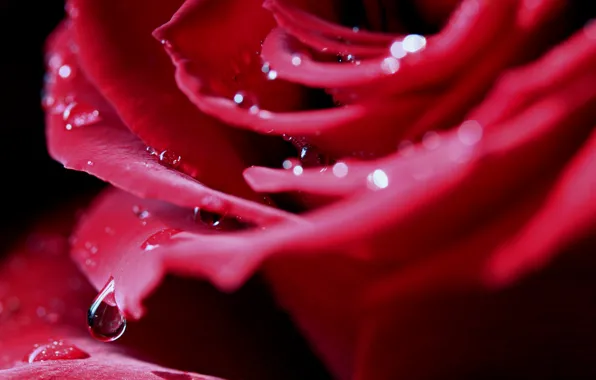 Picture drops, macro, rose, drop, petals, Bud, red