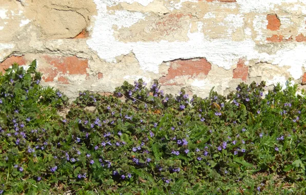 Picture flowers, background, wall, widescreen, Wallpaper, wallpaper, widescreen, background