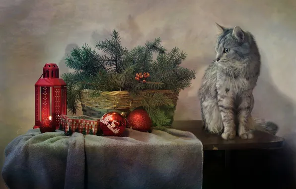 Picture cat, cat, branches, table, holiday, toys, new year, spruce